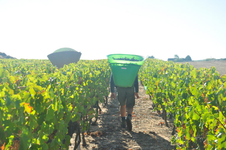 Vendanges au soleil…
