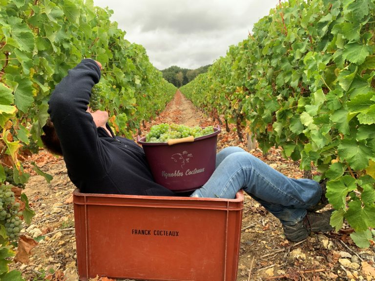 VENDANGES
