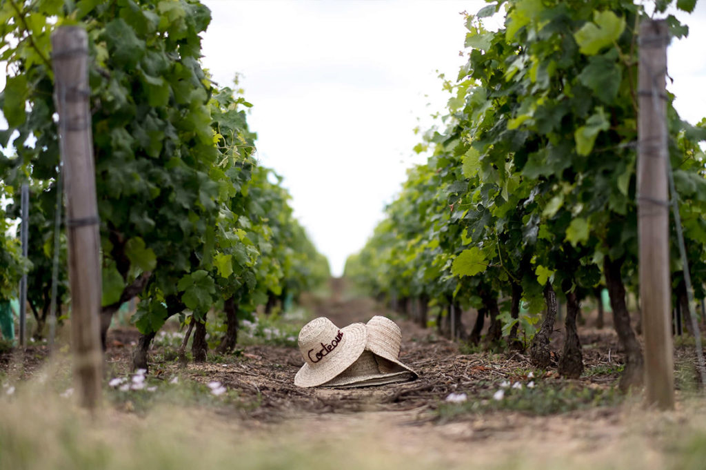 LE VIGNOBLE