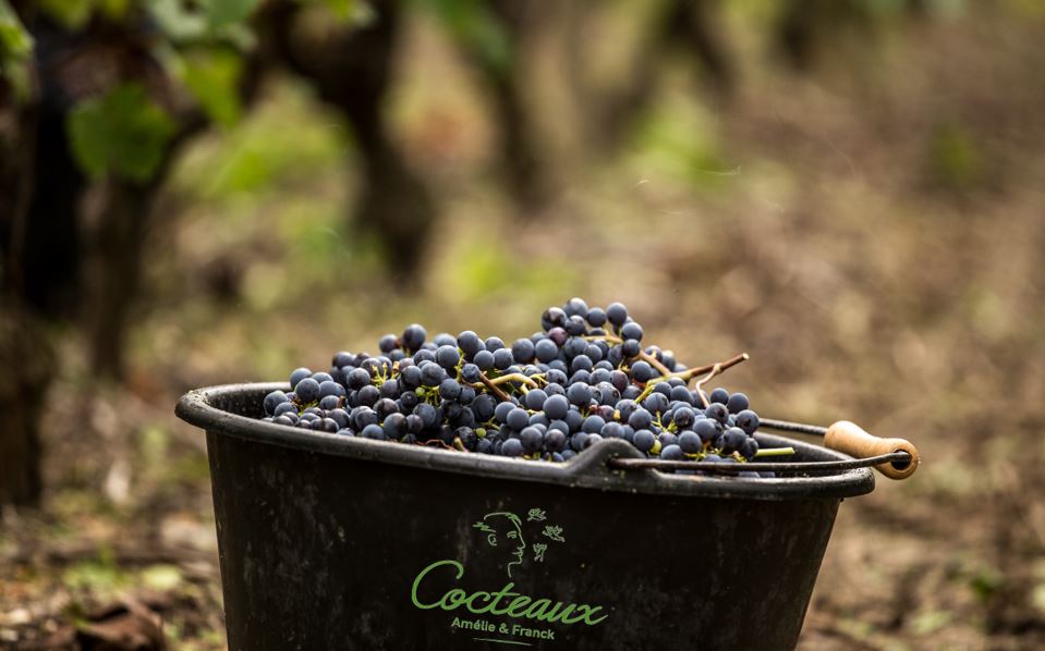 Plongée au Cœur des Vendanges : la Magie derrière nos Bons Vins