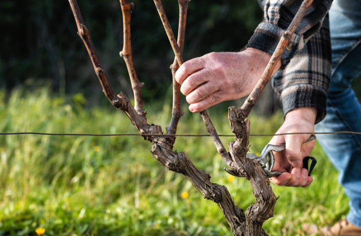 Taille des vignes : le geste précis qui façonne la qualité de nos vins de Loire